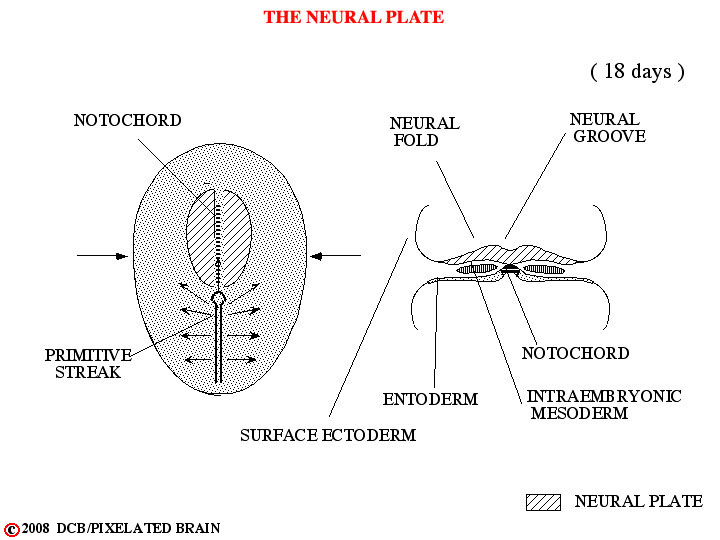 the neural plate 