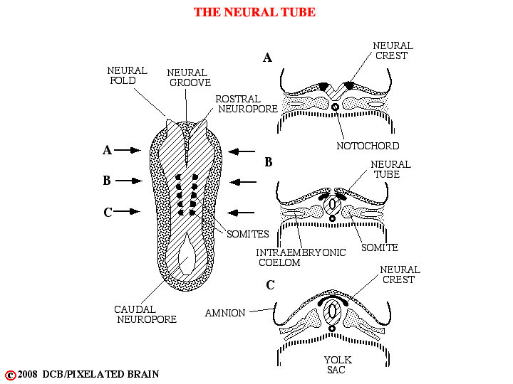 the neural tube 