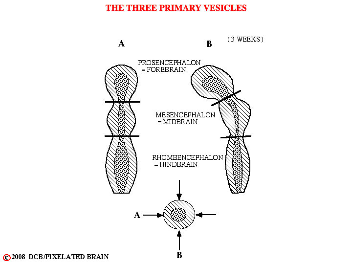 the three primary vesicles 