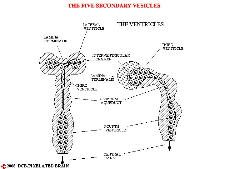 the five secondary vesicles 