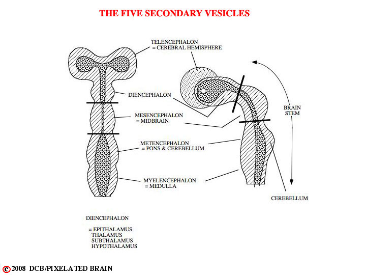the five secondary vesicles 