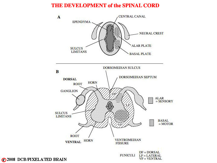 development of the spinal cord 