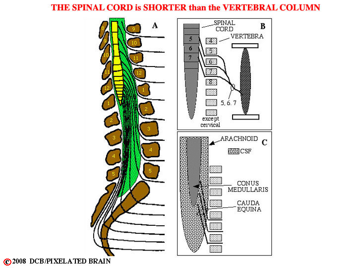 the spinal cord is shorter than the vertebral column 