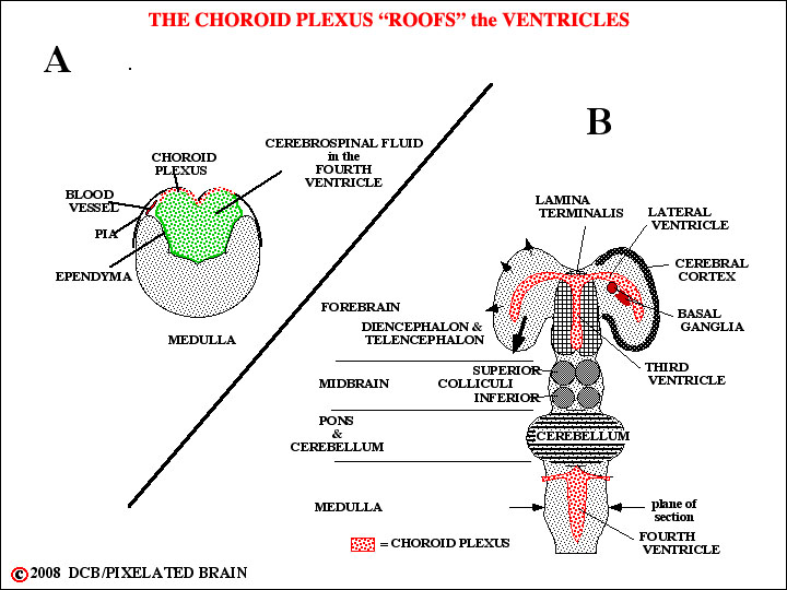 the choroid plexus roofs the ventricles 